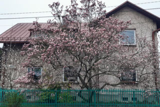 Szlak Kwitnących Magnolii