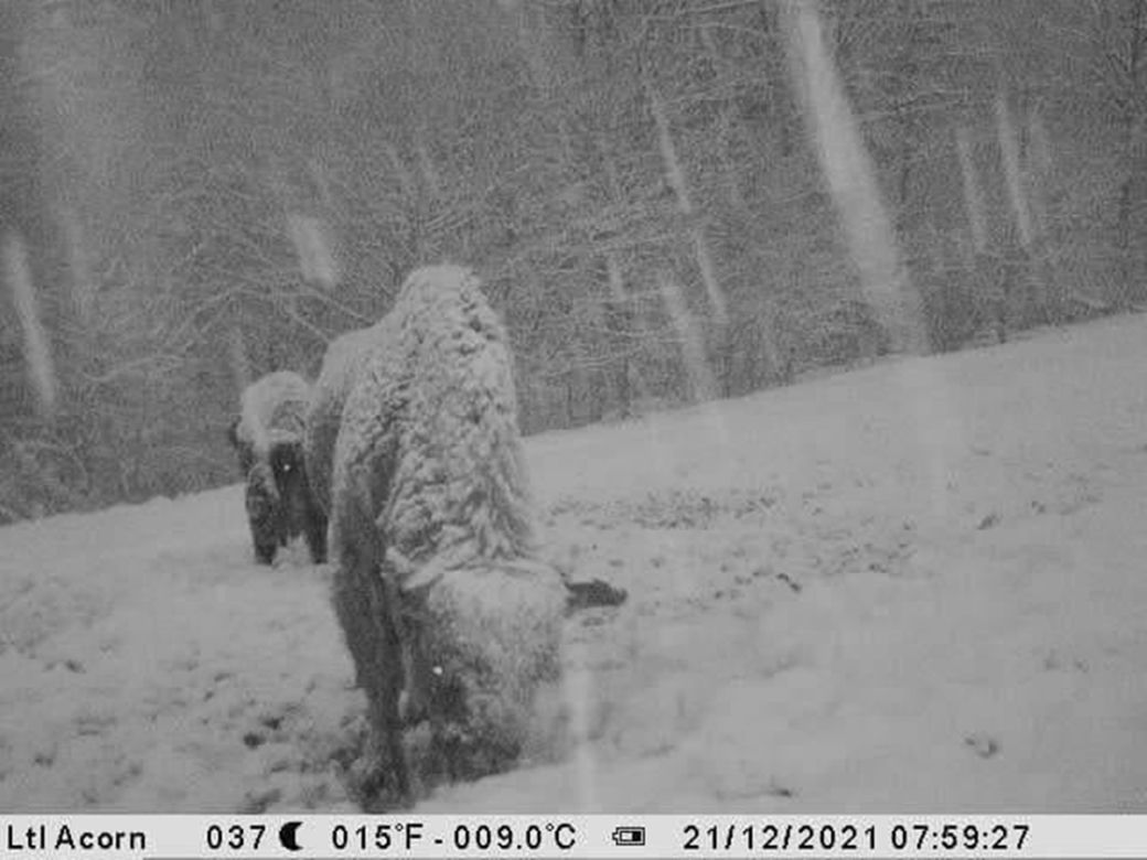W Bieszczadach śniegu po pachy. Co na to zwierzęta?