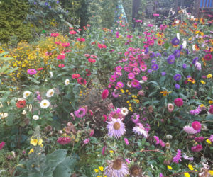 Arboretum Bolestraszyce 