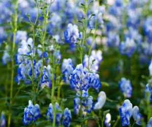 Aconitum autumnale