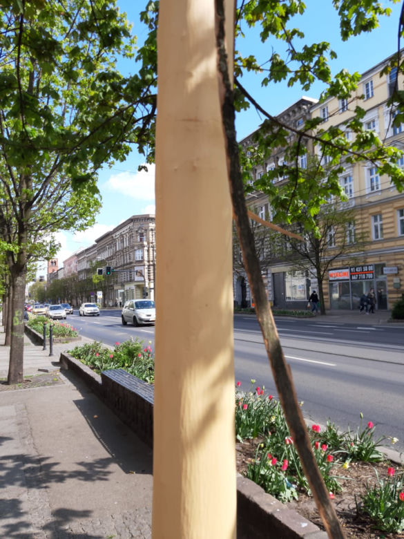 Uszkodzone drzewo przy ul. Krzywoustego w Szczecinie
