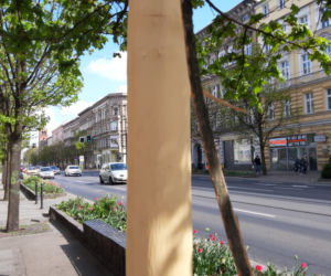 Uszkodzone drzewo przy ul. Krzywoustego w Szczecinie