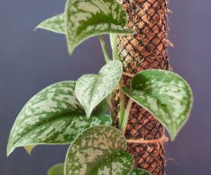 Scindapsus pstry