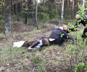 Po ulicach Sosnowca biegał ranny ŁOŚ! Zwierzę było PRZERAŻONE