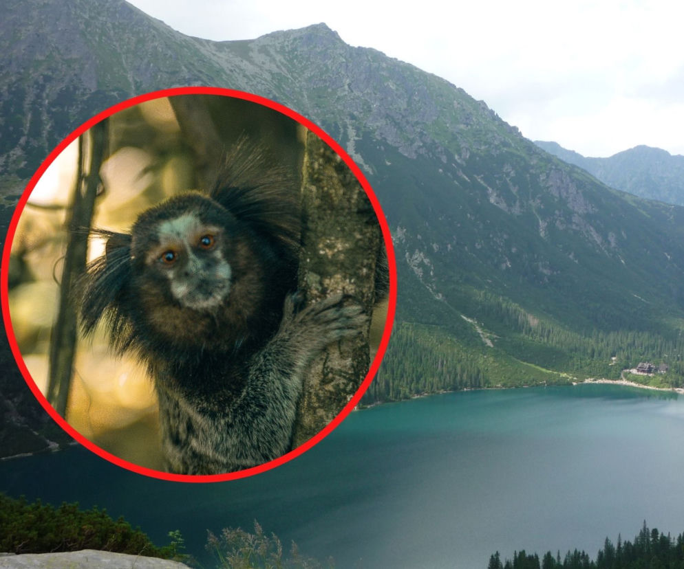 Tatry: Szli nad Morskie Oko z… małpą. Szokujące!