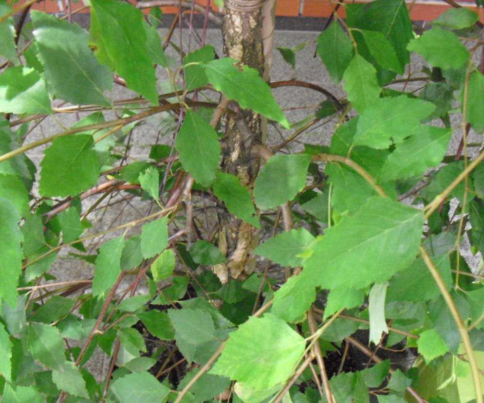Brzoza czarna 'Summer Cascade'