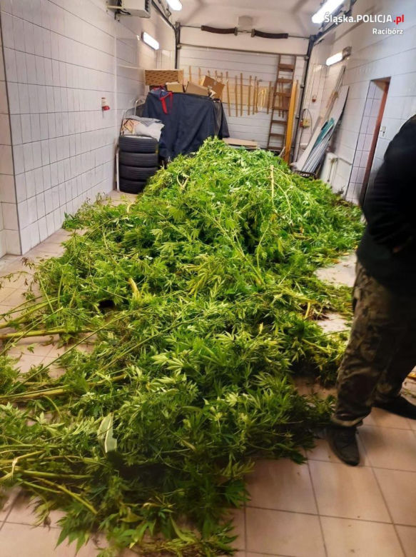 Raciborska policja zatrzymała 38-letniego "plantatora". Grozi mu 8 lat więzienia