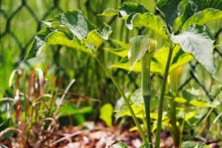 Arisema amurska - Arisaema amurense