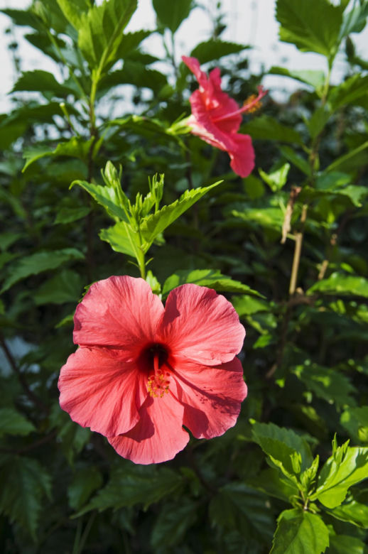 Hibiskus
