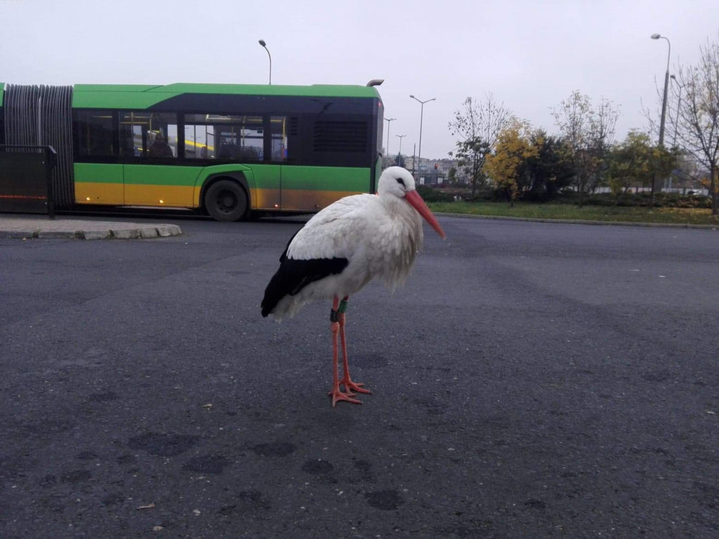 Poznań: Chodził bez maseczki między autobusami! Zareagowała Straż Miejska