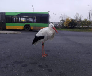 Poznań: Chodził bez maseczki między autobusami! Zareagowała Straż Miejska