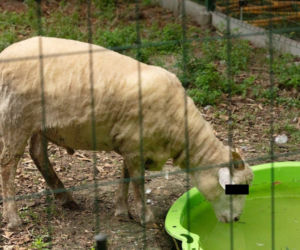 Przemyśl. Owca kradnie jedzenie z karmnika dla ptaków