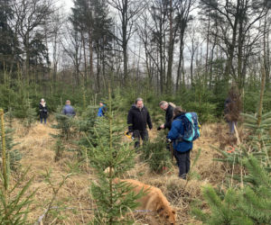 Choinkobranie w Lasach Państwowych. Tu pachnące choinki kupisz za grosze
