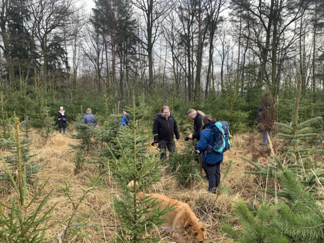 Choinkobranie w Lasach Państwowych. Tu pachnące choinki kupisz za grosze