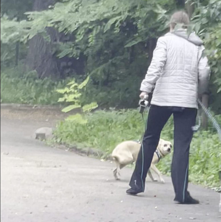 Bestialsko znęcała się nad psami. Po kopnięciu, zwierze wydało głośny pisk