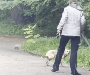 Bestialsko znęcała się nad psami. Po kopnięciu, zwierze wydał głośny pisk
