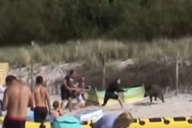 Dzik na plaży w Karwi