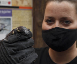 We wrocławskim zoo wykluły się helodermy meksykańskie