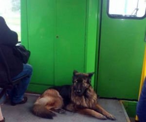 O psie, który jeździł tramwajem