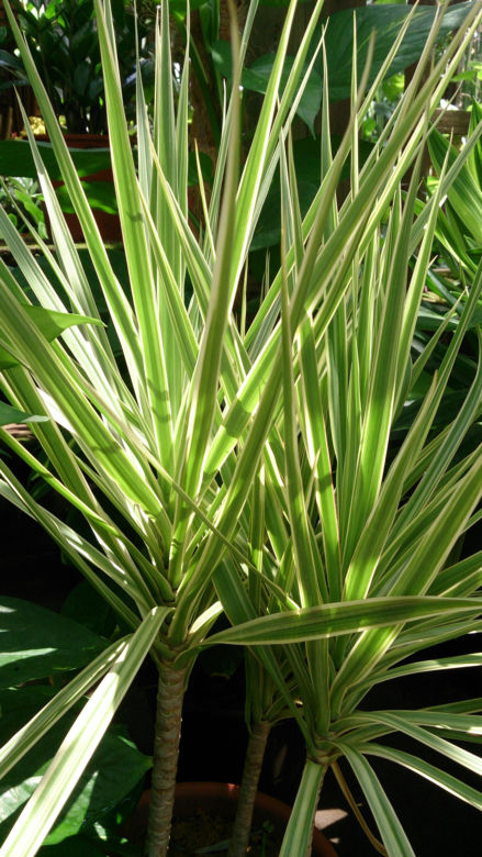Dracena odwrócona