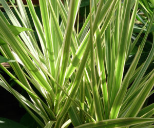 Dracena odwrócona