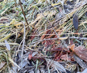 Ciało 11-letniej dziewczynki odnalezione niedaleko szkoły. Tragedia w Jeleniej Górze