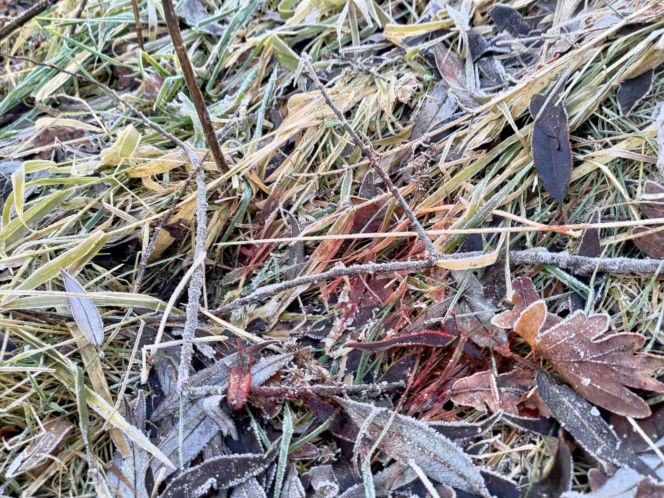 Ciało 11-letniej dziewczynki odnalezione niedaleko szkoły. Tragedia w Jeleniej Górze