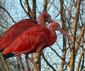 Nowi mieszkańcy zoo w Wojciechowie