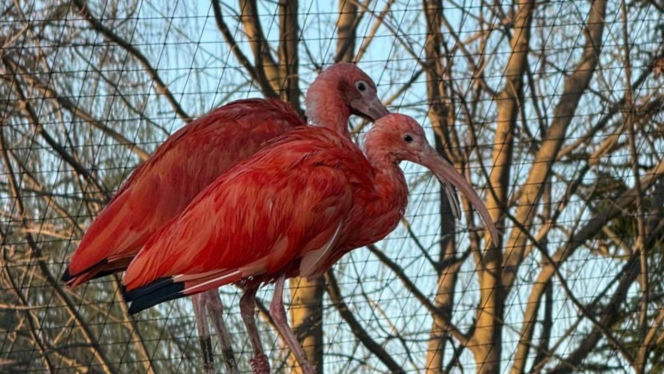 Nowi mieszkańcy zoo w Wojciechowie