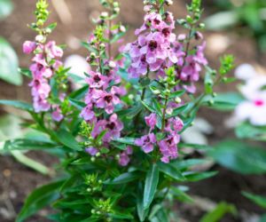 Angelonia