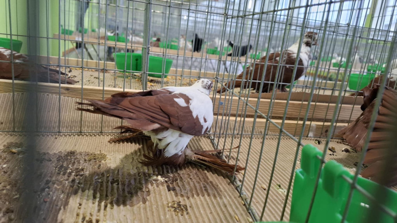 Kalisz. Rasowe gołębie, drób i króliki można podziwiać w hali OSRiR