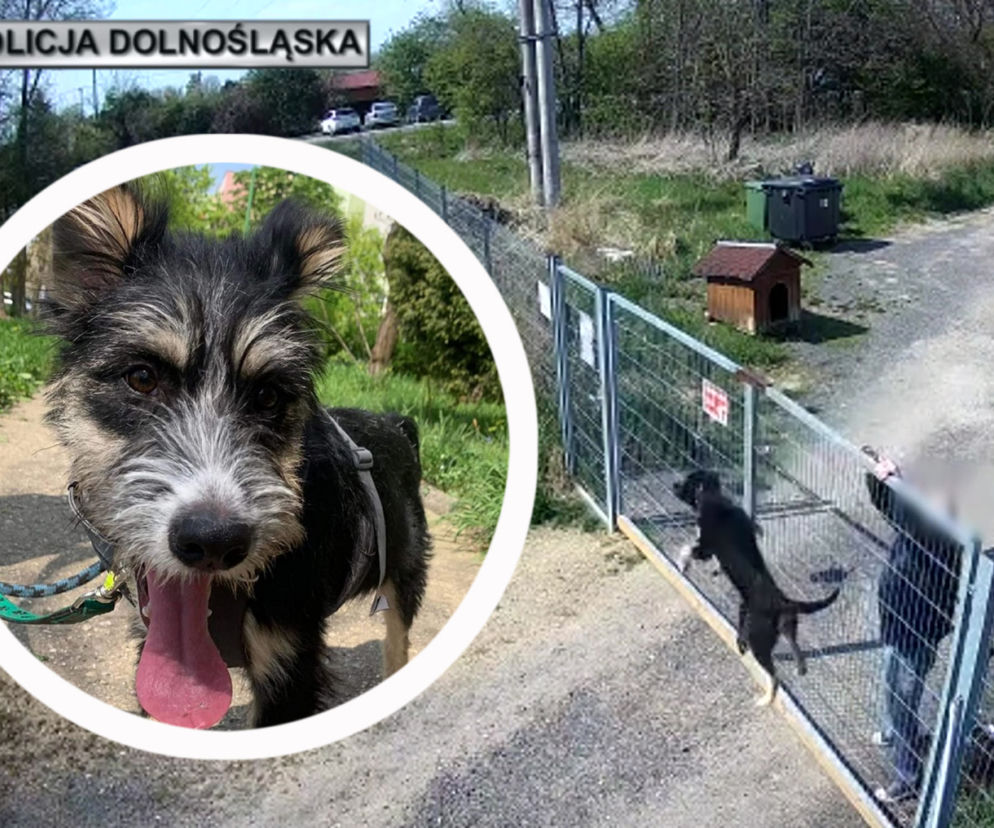 Sadysta rzucił psem przez ogrodzenie schroniska! Wszystko się nagrało. 