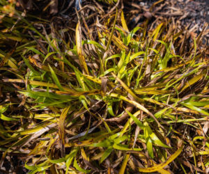 Kosmatka olbrzymia 'Aurea'
