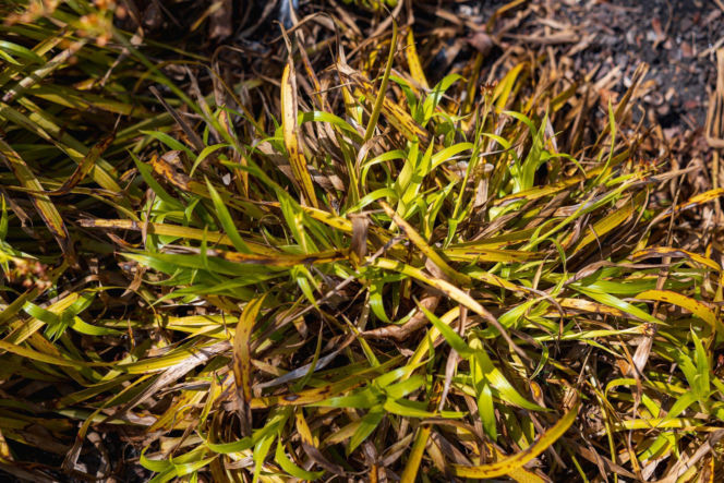 Kosmatka olbrzymia 'Aurea'