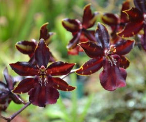 Palmiarnia w Gliwicach