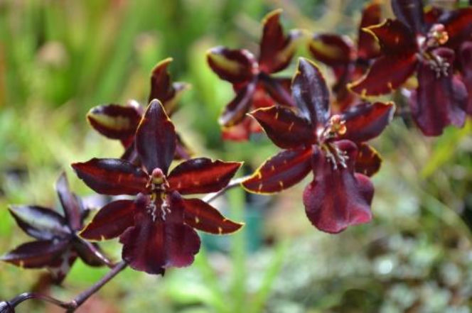 Palmiarnia w Gliwicach