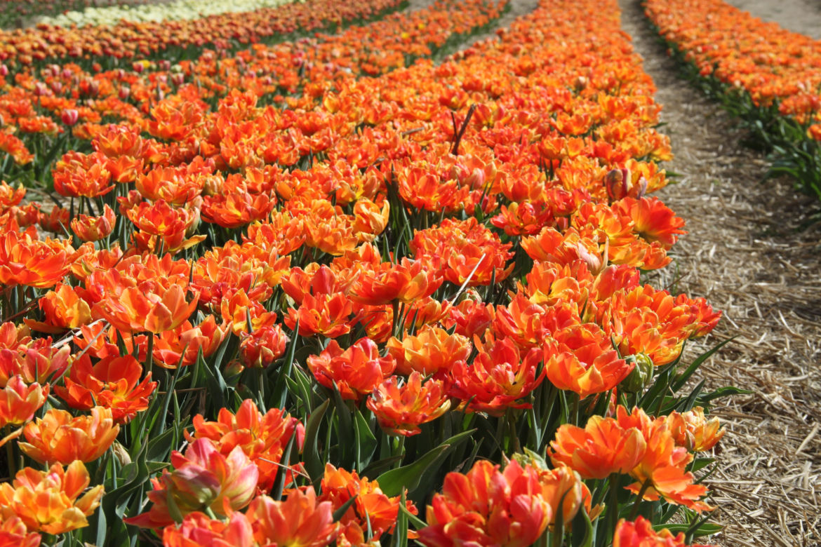 Tulipany na polach w Chrzypsku Wielkim
