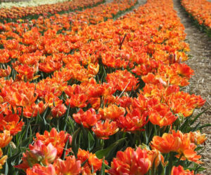 Tulipany na polach w Chrzypsku Wielkim