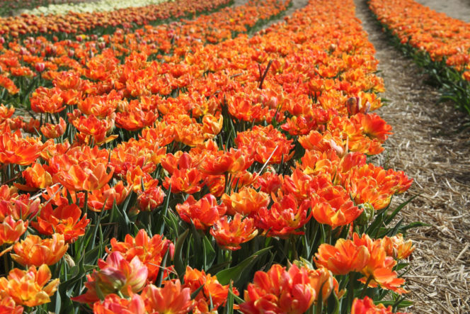 Tulipany na polach w Chrzypsku Wielkim