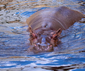 Pelagia – najstarszy hipopotam nilowy w Polsce w warszawskim ZOO
