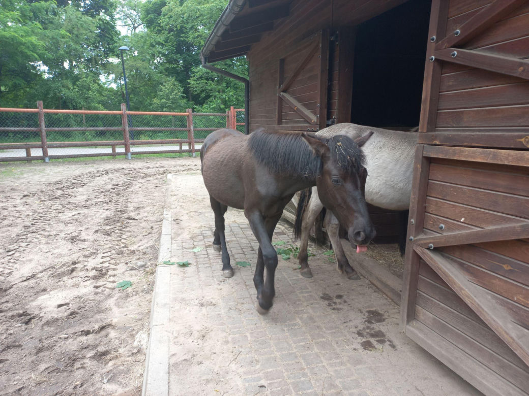 Mini ZOO w Lesznie ma nowych mieszkańców. To owce, konie i osioł