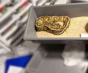 Krakowscy policjanci zabezpieczyli 148 pytonów królewskich