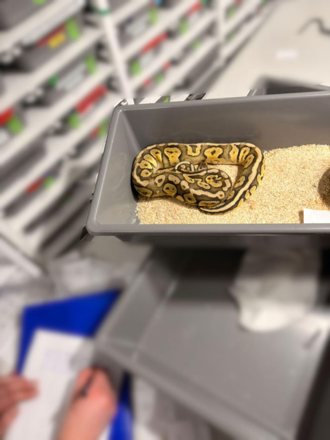 Krakowscy policjanci zabezpieczyli 148 pytonów królewskich