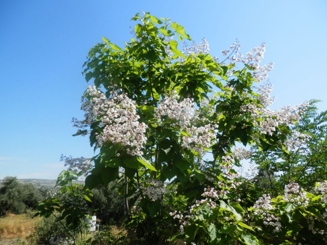 Katalpa