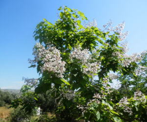 Katalpa