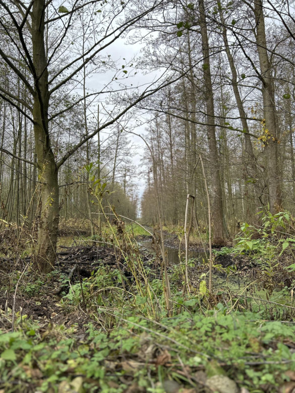 Mokradła niedaleko Grąblina
