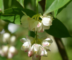 Kłokoczka południowa