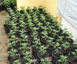 Plantacja konopi w Będzinie