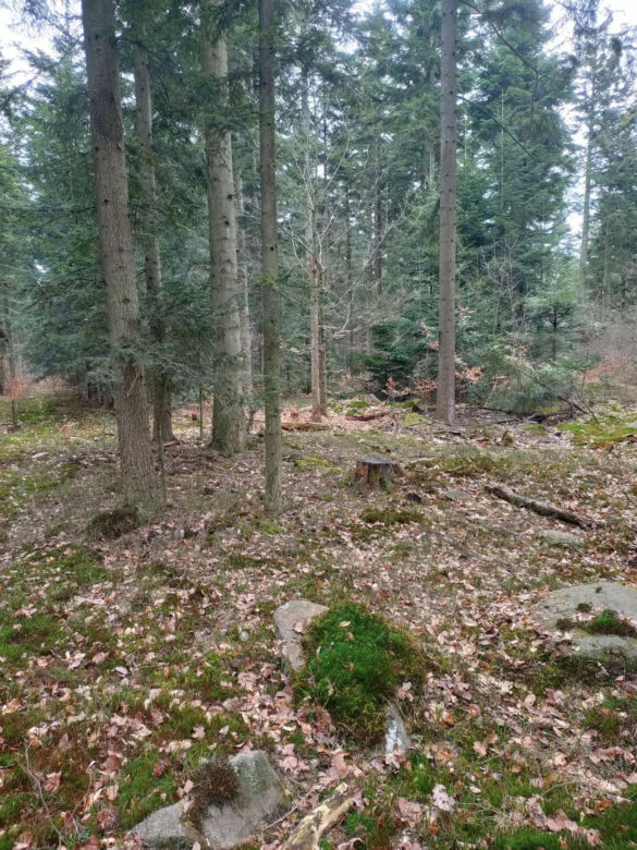 Bliżyńskie Lasy Naturalne