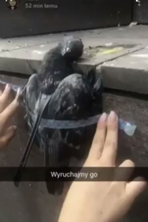 ​nastolatki skatowały gołebia